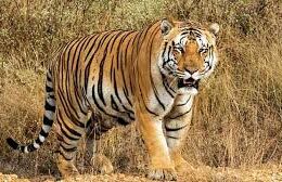 Gadchiroli